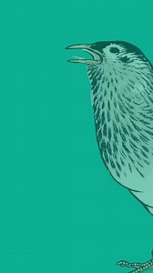 Effin' Birds on Reels