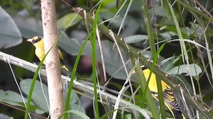 Jaguar kicau on Reels