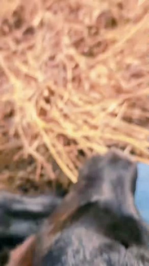 113K views · 6.2K reactions | I’m losing my mind. #UnhingedRancher #RanchLife #Farming #Comedy #EatBeef | The Unruly Rancher | Facebook