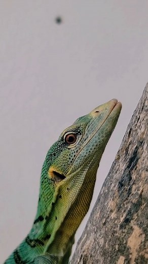 LOGAN VARANUS PRASINUS Green tree monitor #logan #varan #varanus #varanusprasinus #greentreemonitor #lezard #lizard #reptile #videooftheday | Mister Pat