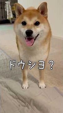 Shiba Inu Summoned by Its Owner! [Summoning] Mameshiba Ao and the Shiba Inu Committee #Shorts