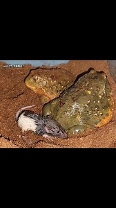 Giant Asian frog eating forest mice. | Insect Forest
