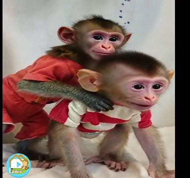 Two adorable baby monkeys, dressed in playful outfits—one in a red onesie with a cute babies