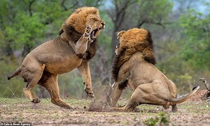 2.9K views · 67 reactions | Combat d’animaux sauvages | Histoires incroyables | Facebook