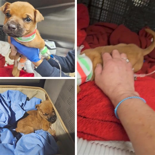 Jackson was left lying broken on the rough pavement after being violently thrown from a speeding vehicle. Already covered in fleas and ticks and his skeletal body shaking from relentless pain and dehydration...Jackson was moments from death by the time he was found. Discovered in the middle of a deserted road, Jackson’s petite, emaciated body was covered in a merciless swarm of fleas and ticks, and his eyes were filled with unimaginable pain. We were determined to nurse him back to health. After