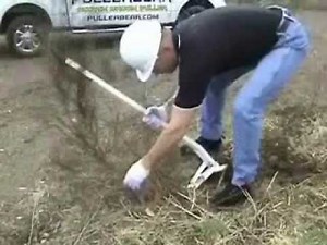 The Pullerbear Scotch Broom Puller