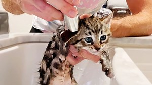 30K views · 908 reactions | Foster Kittens Get EMERGENCY First Bath | Joey Graceffa | Facebook