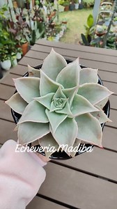 Echeveria Madiba "pink lips" with offshoot😍😍😍 #echeveriamadiba #echeveria #succulents #bikolanahardinera | Bikolanahardinera