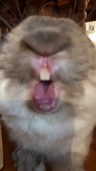 #bunny #bunniesoftiktok #facetimingmom #bunnyboy #cutipie #cutnessoverload #funnyvids #rabbits #bunnylove #yawningrabbit #yawn #tiredlife #teeth #ilu