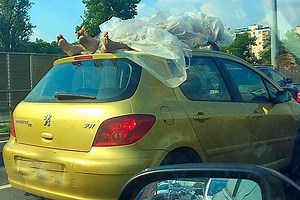 A nap képe – valószínűleg műanyag bábukat vittek egy kocsi tetején | Vezess