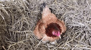 Une poule brune incube ses oeufs : vidéo de stock (100 % libre de droit) 1106840691 | Shutterstock