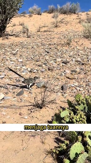 Roadrunner, burung kecil yang laju, berani dan sangat setia. #Roadrunner #BurungLiar #FaktaHaiwan #ReelsMalaysia | Dunia Haiwan