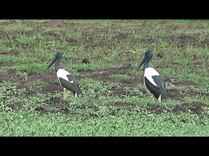 Jabiru (Black-necked Stork), Birds of Australia