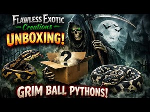 Investing in Grim | Smart Q4 Ball Python Breeder Purchases