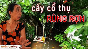 211K views · 2.9K reactions | Chuyện ma có thật ở cây cổ thụ 300 năm...
