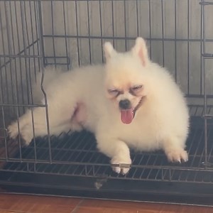 1.7K views | Ranbi on Reels | Facebook