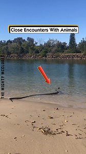 37K views · 36 reactions | Close Encounters With Animals | The Mighty McClures | Facebook