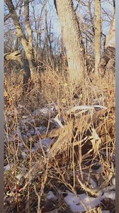 2.4K views · 48 reactions | Hands on success…#thornbroadheads #thorn #broadheads #thornnation #instareels #bowhunting #bowhuntingsuccess #bowhunter #outdoors #outdoorlife | Thorn Broadheads | Facebook