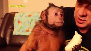 Capuchin MonkeyBoo eats a TASTY Banana and has some fun with his Pet Human! MonkeyBoo is very vocal and shows he is a talking monkey, he LOVES his bananas! MonkeyBoo is also an expert banana peeler! MonkeyBoo also thinks his Dad's Cobra Kai shirt is super cool! MonkeyBoo and Pete have touched a live cobra! How often do you eat a banana? | MonkeyBoo