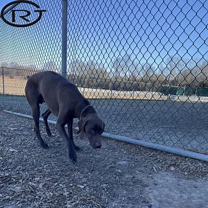 [Hot Item] Chain Link Mesh Fence Woven Mesh Fence for Dog Protection Chain Link Mesh Fence