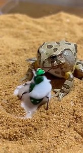 Waxy Monkey Tree Frog deploys fluid barrier.Six-Spotted Tiger Beetle penetrates the Acid-Milk Frog's intense defensive secretion for the final encounter. #AcidMilkFrog #TigerBeetle #ChemicalDefense #FastMovement #Impact ⚙️ AI-generated dramatization — No real insects or creatures are involved in these visuals. | Golden moments