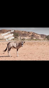 A Flora e a fauna no Namibe. A flora do deserto do Namibe é dominada...