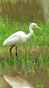 78K views · 2.5K reactions | Intermediate egret | 퐍퐚퐭퐮퐫퐞 퐏퐡퐨퐭퐨퐬 퐁퐨퐨퐤 | Facebook