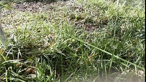 Tee Stakes Supports Heavy Duty,Tree Straps with Anchor Kits Stable Rope for Young Leaning Staking Tree Ties for Garden Plant Against Bad Weather (11.8Inches Tree Kit)