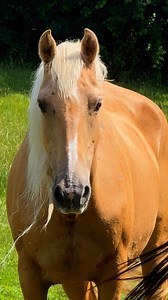 “The intuitive mind is a sacred gift and the rational mind is a faithful servant. We have created a society that honors the servant and has forgotten the gift.” ~Albert Einstein~ The curious and inquisitive mind of these mustangs always amazes me! Even after everything they have been through, the trauma they have experienced and so much uncertainty leading up to this chapter of their lives, they are so forgiving of the grief, the pain and the suffering humans have committed against them. It’s hu