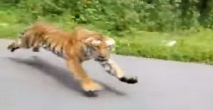 Tiger chases motorcycle inside Muthanga sanctuary in Wayanad [VIDEO]