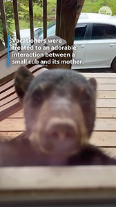 Vacationers in Tennessee witnessed the adorable moment a mama bear playfully wrestled with her cub. | Observer-Dispatch