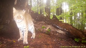 Soggy morning Bobcat by popular scent marking 💦spot at base of an old sugar maple in western Massachusetts. Great spot for white flash cam 📸. (Spartan GoCam) And STAY TUNED for some awesome new black bear videos coming soon. | CR Wildlife Cams
