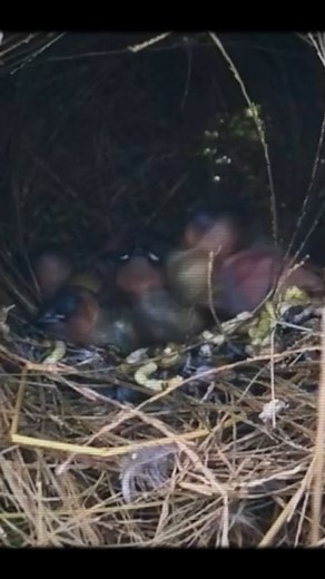 1.5K views · 23 reactions | Baby Birds Poop in Front of Nest Until It's Too Dirty #birdseyeview #natureloversforlife #birdsofprey #birdlife #feedingtime #wildlifeonearth #naturetherapy | Baby Bird Bites | Facebook