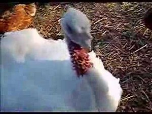 Female Turkeys Don't Gobble