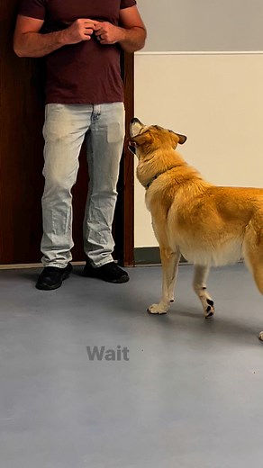 #positivereinforcementtrainer #cometrainwithus #positivereinforcementdogtraining #dogtrainerslife #dogtrainingadvice #dogtrainingisfun #dogtraining | Pawsitive Principles Academy, LLC