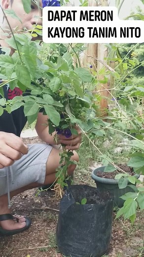 propagating bonsai plant blue pea ternate herb, #actualtutorialpropagation #bluepeaternateplant #bonsaiplant #plantpropagation #plantlover #naturelover #plantito #reelsvideo #viralvideo #fbreels2023 | Jayson M. Gaylan