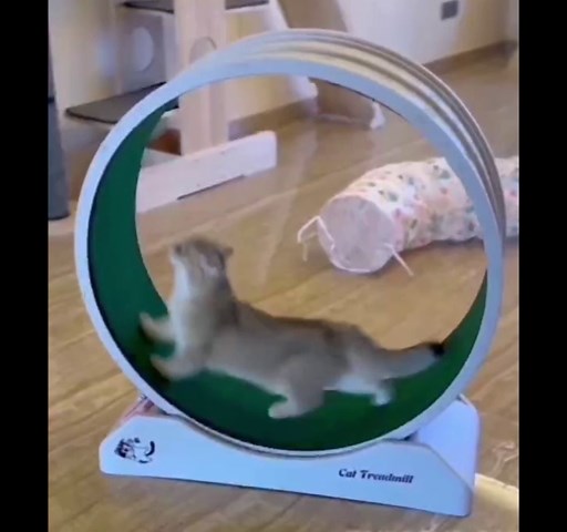 Cat Wheel - Easy to Install Cat Wheels for Indoor Cats, Promotes Fitness and Health - Suitable for Small Cats - Black