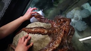 How do you keep intelligent octopuses from getting bored? You get creative. Octopus enrichment, via Science Today and our Steinhart Aquarium Biologists! | California Academy of Sciences