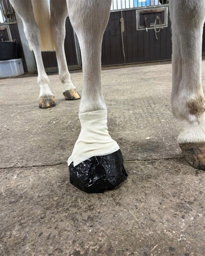 HOOF ABSCESSES AND HOW TO POULTICE A HOOF! A foot abscess is very common condition in horses, ponies and donkeys. It is defined as pus within the foot and is caused by a bacterial infection within the hoof wall or under the sole. The bacteria may enter the foot via various routes but most commonly it tracks up the white line (an area of weakness in the hoof where the sole meets the hoof wall). 👀 Clinical signs: - Sudden onset moderate to severe lameness in the affected limb - Resting toe - Hot 