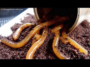 3 Ingredient Natural Gummy Worms - EASY Recipe