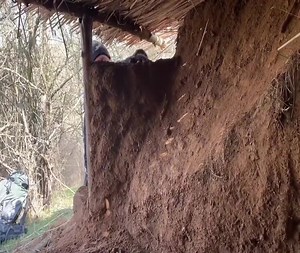 35K views · 700 reactions | build underground shelter in the wilderness #SoloCamping #BuildingSurvivalShelter #CampingChallenge #adventures #wilderness #forest | Building Survival | Facebook