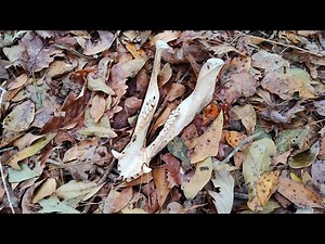 Primitive bow wild hog hunting on foot