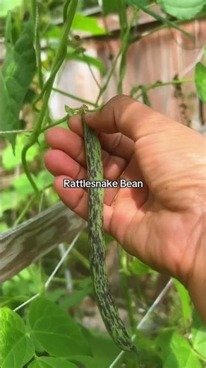 Harvesting Rattlesnake beans. #rattlesnakebeans #beans #gardening #homegardening #growyourownfood