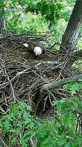 25K views · 875 reactions | HM2 fixing up Pittsburgh Hays bald eagle nest #eagles #eaglenest #nestboxlive #livestream | PixCams | Facebook