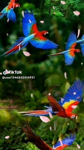 Vibrant Parrots Flying in a Lush Forest