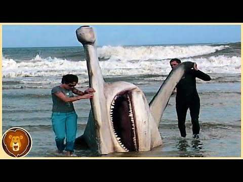 Die 12 größten Haie der Welt, die jemals dokumentiert wurden