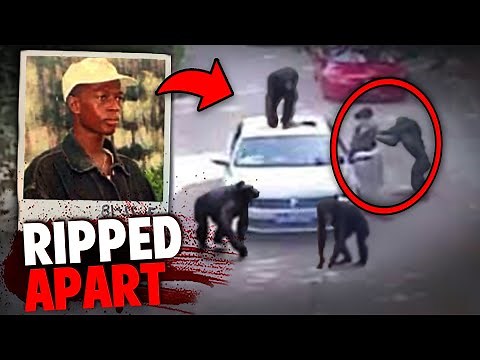 These DEADLY Escaped Chimps Ripped A Man to Pieces and ATE Him!