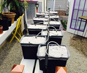 [Hot Item] Commercial Complete Hydroponic Growing Systems Dutch Bucket Drip Irrigation System