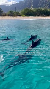41K views · 1.3K reactions | In 2017–2018, Dolphin Quest supported...
