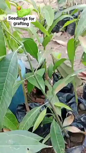 These #seedlings are #raised #solely for #grafting #adult #fruiting #trees #thisishowwedoit | Grin Organiks Enterprise